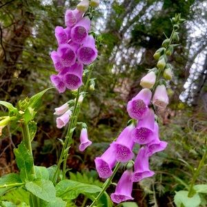 Meet your Posher, Fabiola